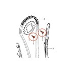 Distribution - (x1) -  Vis M7 de Pignon entrainement Arbre a came